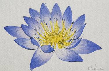 Blue lotus thumb