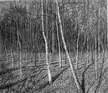 Print of Fine Art Nature Drawings by David Harrison