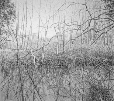 Original Fine Art Nature Drawings by David Harrison