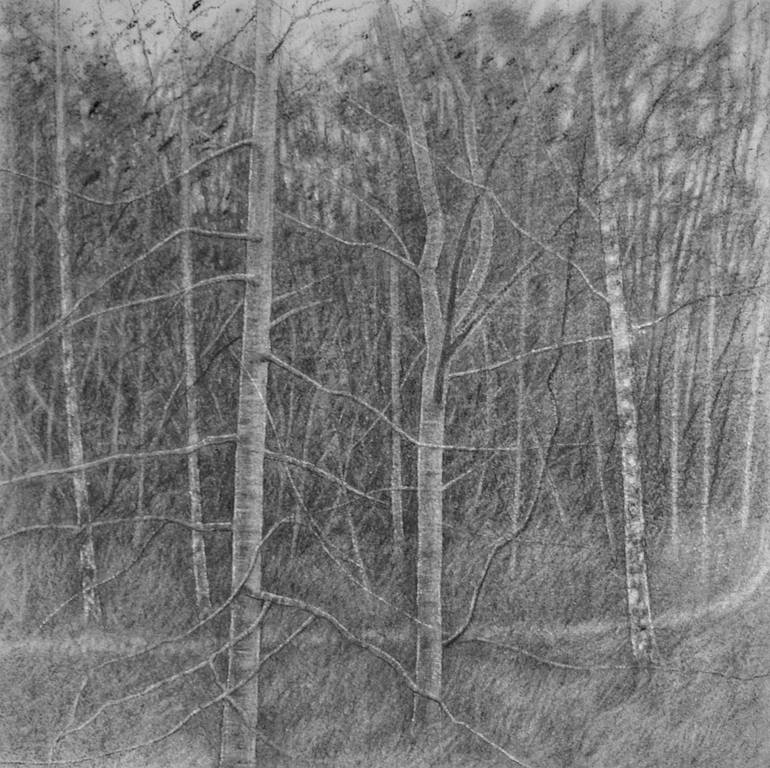 In The Forest Drawing By David Harrison Saatchi Art