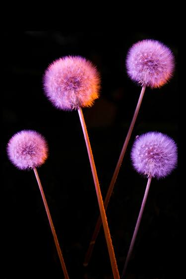 Print of Abstract Botanic Photography by Javier Herrera