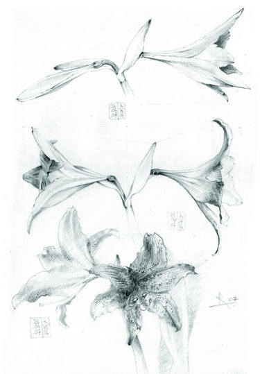 Original Botanic Drawings by Andrei Rosetti