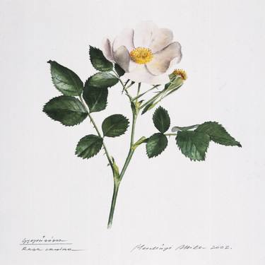 Print of Fine Art Botanic Paintings by Attila Meszlenyi