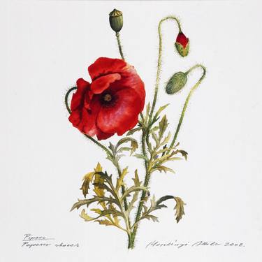Print of Fine Art Botanic Paintings by Attila Meszlenyi