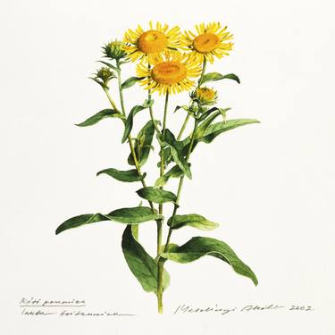 Print of Fine Art Botanic Paintings by Attila Meszlenyi