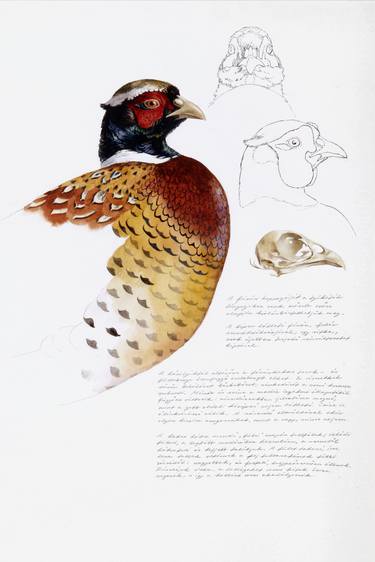 Print of Animal Paintings by Attila Meszlenyi