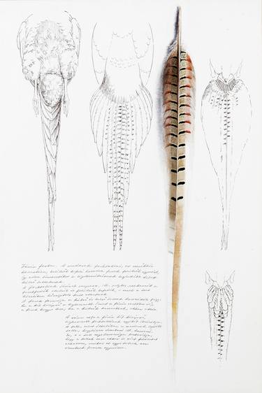 Pheasant Tail Studies thumb