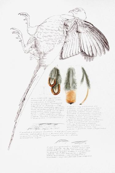 Pheasant Feather Studies thumb