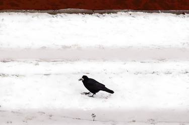 Print of Minimalism Animal Photography by Attila Meszlenyi