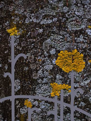 Garden of Lichens thumb