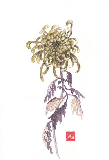 Chrysanthemum. thumb