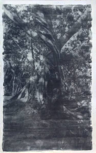 Original Tree Photography by Alan W Davis