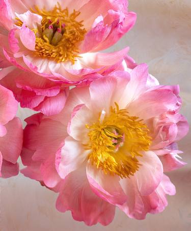 Pink peonies thumb