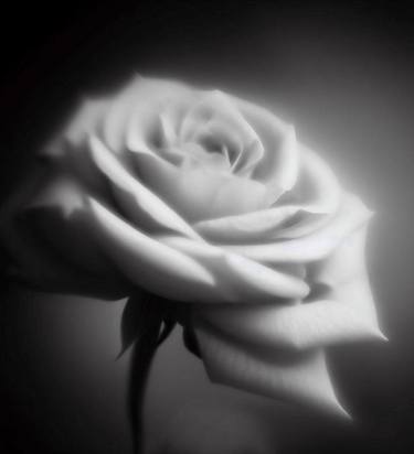 White Rose (230819biaif746.1) thumb