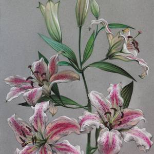 Collection Lilies
