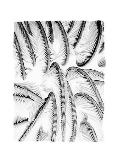 Original Abstract Patterns Photography by Daniel Ancieta
