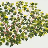 Collection Nature