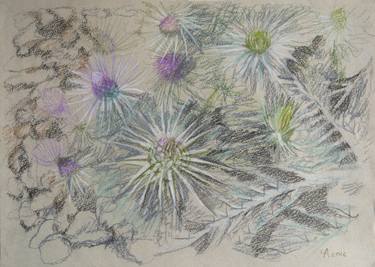 Original Botanic Drawings by Anastasia Chernysheva