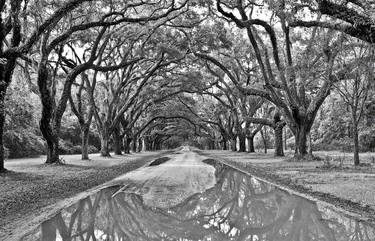 Wormsloe Plantation - Limited Edition 2 of 100 thumb