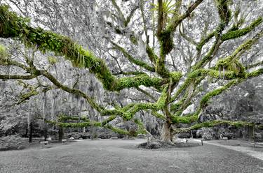 Original Tree Photography by Mike Ring