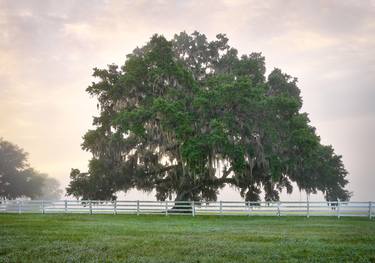 Original Fine Art Tree Photography by Mike Ring