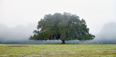 Original Fine Art Tree Photography by Mike Ring