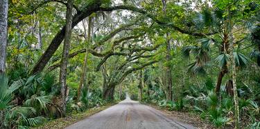 Original Tree Photography by Mike Ring