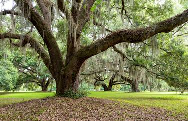 Plantation Oaks Six - Limited Edition 1 of 250 thumb