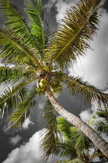 Coconut Palm 3 - Limited Edition of 250 thumb
