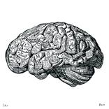 Anatomy Of The Brain by Dex X