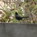 Bird by Nishant Saini