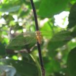 Dragon Fly by Nishant Saini