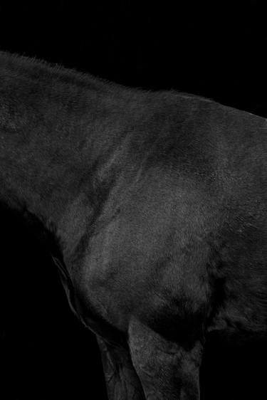 Original Horse Photography by Gregory Prescott