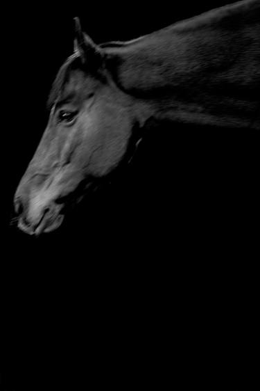 Print of Fine Art Horse Photography by Gregory Prescott