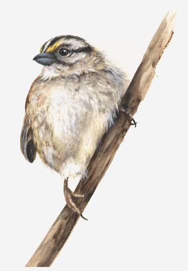 White Throated Sparrow thumb