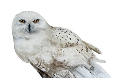 Snowy Owl thumb