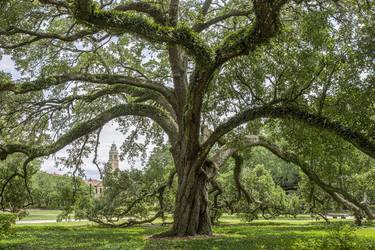 Oxley Oak, LSU campus thumb