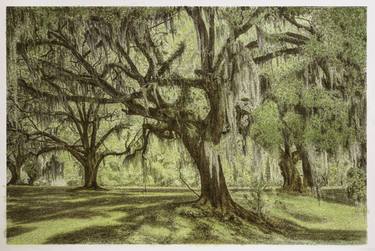 Oak grove, Avery Island, LA thumb