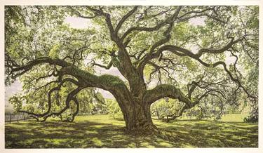 Cottage Oak, morning light, Louisiana thumb