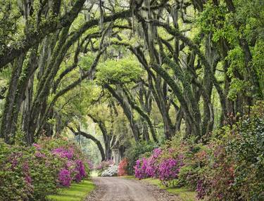 Original Garden Photography by William Guion