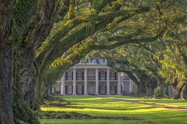 Oak Alley Plantation Oaks, Sunrise thumb