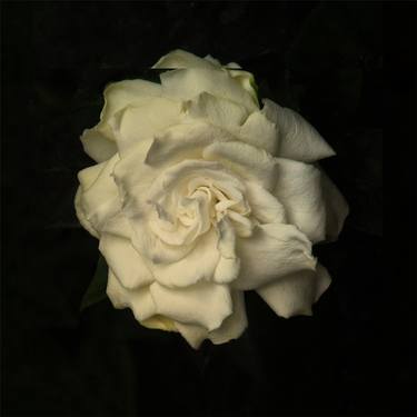 Gardenia #5 thumb