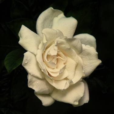 Gardenia #8 thumb