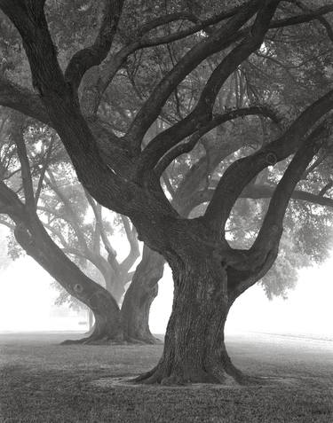 Three Oaks in Fog, Convent, Louisiana - Limited Edition 10 of 25 thumb