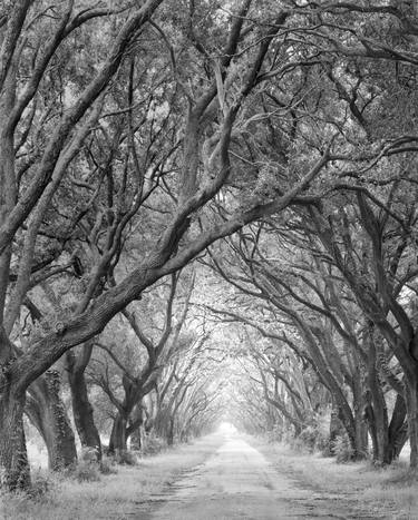 OAK ALLEY PLANTATION NEAR NEW ORLEANS LOUISIANA BLACK AND WHITE PHOTOGRAPHY  - Limited Edition 1 of 100 Photography by Robert Wojtowicz