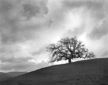 Silhouette oak and approaching storm - Limited Edition 2 of 25 thumb