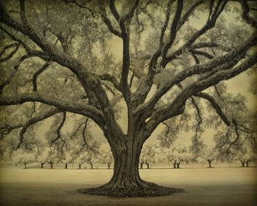 Silhouette oak and young oak alley, infrared study - Limited Edition 1 of 25 thumb