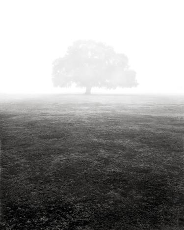 Silhouette oak in fog, New Orleans, LA - Limited Edition 5 of 25 thumb