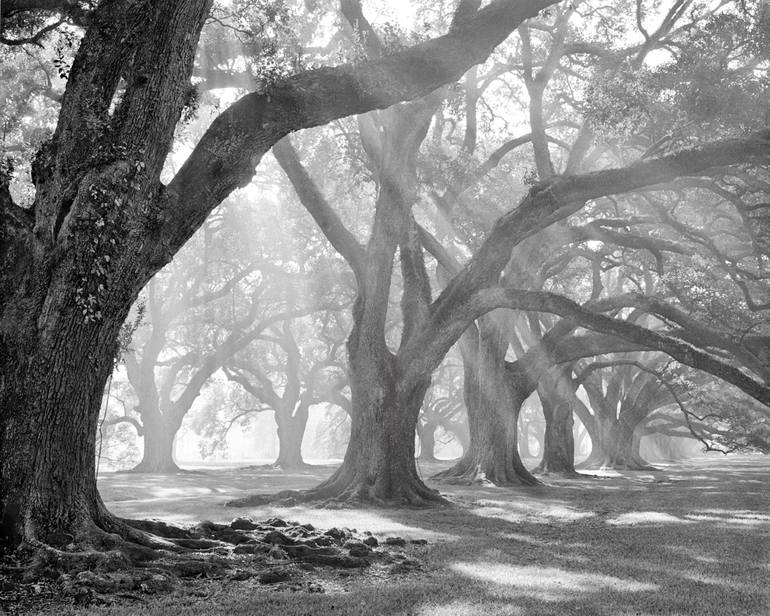 Black and White Print Live Oak Trees Louisiana Landscape 