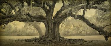 Original Fine Art Tree Photography by William Guion